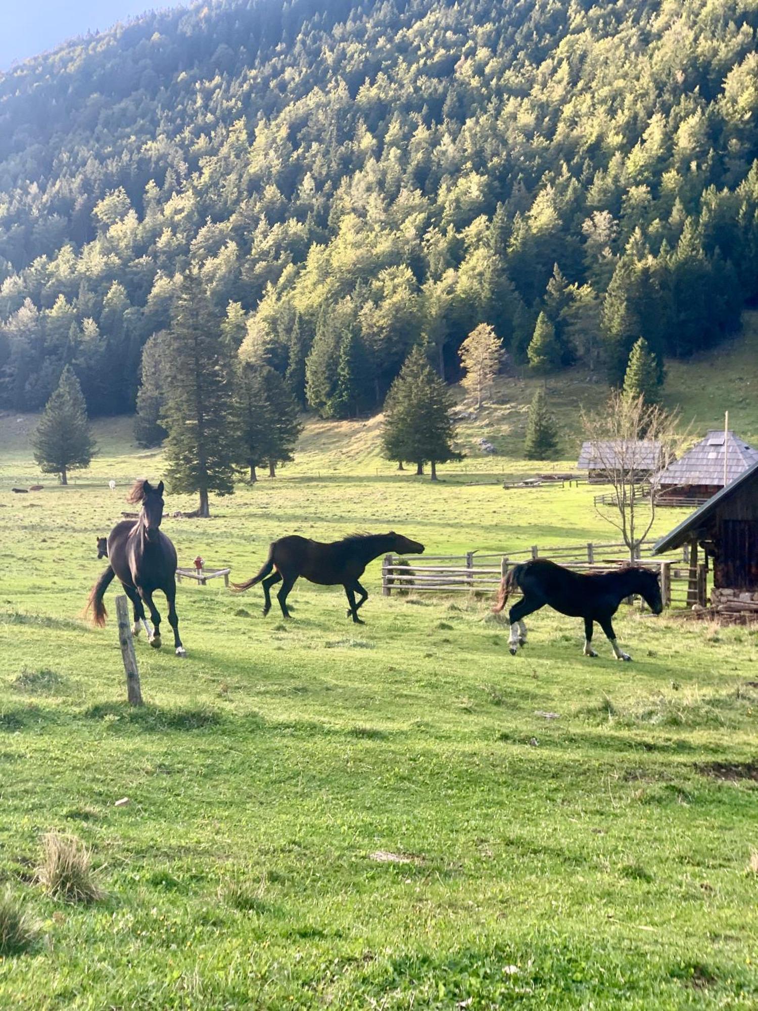 Velika Planina - Chalet Stane - Alps Stahovica Екстериор снимка