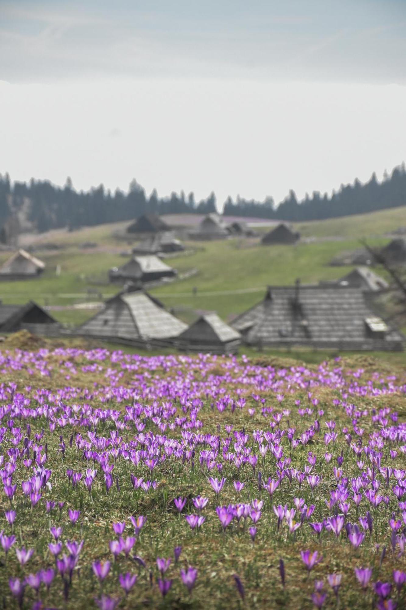 Velika Planina - Chalet Stane - Alps Stahovica Екстериор снимка